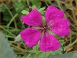Geranium 'Jolly Jewel Red' | Ooievaarsbek, Tuingeranium, Geranium | Storchschnabel | Cranesbill