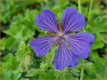 Geranium magnificum 'Ernst Pagels' | Ooievaarsbek, Tuingeranium, Geranium | Pr&auml;chtiger Storchschnabel | Purple Crane