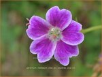 Geranium nodosum 'Clos du Coudray' | Knopige ooievaarsbek, Ooievaarsbek, Tuingeranium, Geranium | Bergwald-Storch