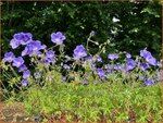 Geranium 'Orion' | Ooievaarsbek, Tuingeranium, Geranium | Storchschnabel | Cranesbill