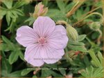 Geranium sanguineum 'Pink Summer' | Bermooievaarsbek, Ooievaarsbek, Tuingeranium, Geranium | Blut-Storchschnabel | Bl