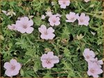 Geranium sanguineum 'Pink Summer' | Bermooievaarsbek, Ooievaarsbek, Tuingeranium, Geranium | Blut-Storchschnabel | Bl