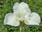 Iris sibirica 'Gull's Wing' | Siberische iris, Lis, Iris | Sibirische Schwertlilie | Siberian Iris