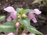 Lamium maculatum 'Shell Pink' | Gevlekte dovenetel, Dovenetel | Gefleckte Taubnessel | Spotted Dead Nettle
