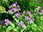 Lunaria annua | Judaspenning | Einj&auml;hriges Silberblatt | Money Plant