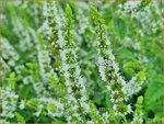 Mentha spicata 'Maroccan' | Aarmunt, Groene munt, Kruizemunt, Marokkaanse munt | &Auml;hrige Minze | Spear Mint