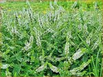 Mentha spicata 'Maroccan' | Aarmunt, Groene munt, Kruizemunt, Marokkaanse munt | &Auml;hrige Minze | Spear Mint
