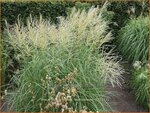 Miscanthus sinensis 'Federweißer' | Chinees prachtriet, Chinees riet, Japans sierriet, Sierriet | Chinasch