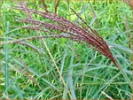 Miscanthus sinensis 'Samurai' | Chinees prachtriet, Chinees riet, Japans sierriet, Sierriet | Chinaschilf | Eulal
