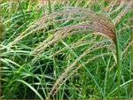 Miscanthus sinensis 'Verneigung' | Chinees prachtriet, Chinees riet, Japans sierriet, Sierriet | Chinaschilf | Eulali