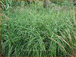 Miscanthus sinensis 'Zebrinus' | Zebragras, Prachtriet, Chinees riet, Japans sierriet | Zebraschilf | Zebra grass