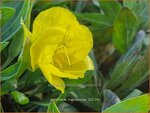 Oenothera macrocarpa | Teunisbloem | Missouri-Nachtkerze | Missouri Evening Primrose