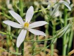 Ornithogalum ponticum 'Sochi' | Bosvogelmelk, Vogelmelk | Milchstern | Star-of-Bethlehem