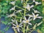 Ornithogalum ponticum 'Sochi' | Bosvogelmelk, Vogelmelk | Milchstern | Star-of-Bethlehem