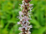 Persicaria amplexicaulis 'Fat White' | Doorgroeide duizendknoop, Adderwortel, Duizendknoop | Kerzenkn&ouml;terich | Mount