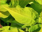 Persicaria amplexicaulis 'Golden Arrow' | Doorgroeide duizendknoop, Adderwortel, Duizendknoop | Kerzenkn&ouml;terich | Mo