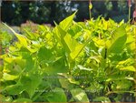 Persicaria amplexicaulis 'Golden Arrow' | Doorgroeide duizendknoop, Adderwortel, Duizendknoop | Kerzenkn&ouml;terich | Mo