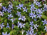 Pratia pedunculata 'County Park' | Gazonlobelia | Teppich-Scheinlobelie | Blue Star Creeper
