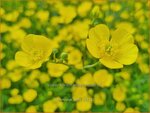 Ranunculus acris | Scherpe boterbloem, Boterbloem | Scharfer Hahnenfu&szlig; | Meadow Buttercup
