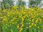 Ranunculus acris | Scherpe boterbloem, Boterbloem | Scharfer Hahnenfu&szlig; | Meadow Buttercup
