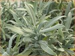 Salvia lavandulifolia | Lavendelsalie, Spaanse salie, Salie, Salvia | Lavendelbl&auml;ttriger Salbei | Lavender Leaf Sage