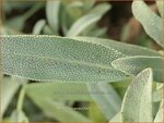 Salvia lavandulifolia | Lavendelsalie, Spaanse salie, Salie, Salvia | Lavendelbl&auml;ttriger Salbei | Lavender Leaf Sage