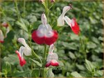 Salvia microphylla 'Hot Lips' | Salie, Salvia | Johannisbeersalbei | Blackcurrant Sage
