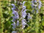 Salvia nemorosa 'Bumblesky' | Bossalie, Salie, Salvia | Steppensalbei | Woodland Sage
