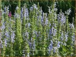 Salvia nemorosa 'Bumblesky' | Bossalie, Salie, Salvia | Steppensalbei | Woodland Sage