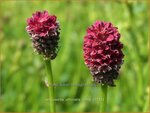 Sanguisorba officinalis 'Tanna' | Grote pimpernel, Sorbenkruid, Pimpernel | Gro&szlig;er Wiesenknopf | Greater Burnet