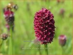 Sanguisorba officinalis 'Tanna' | Grote pimpernel, Sorbenkruid, Pimpernel | Gro&szlig;er Wiesenknopf | Greater Burnet