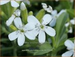 Saponaria ocymoides 'Snow Tip' | Muurzeepkruid, Rotszeepkruid, Zeepkruid | Polster-Seifenkraut | Rock Soapwort