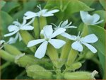 Saponaria ocymoides 'Snow Tip' | Muurzeepkruid, Rotszeepkruid, Zeepkruid | Polster-Seifenkraut | Rock Soapwort