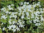 Saponaria ocymoides 'Snow Tip' | Muurzeepkruid, Rotszeepkruid, Zeepkruid | Polster-Seifenkraut | Rock Soapwort