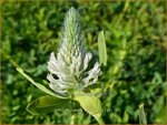 Trifolium rubens 'Album' | Purperrode klaver, Klaver | Purpurklee | Ornamental Clover