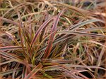 Uncinia rubra 'Everflame' | Mahoniegras, Vuurspuwer, Rode zegge | Mahagonigras | Red New Zealand Hook Sedge