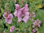 Verbascum 'Lavender Lass' | Toorts | K&ouml;nigskerze | Mullein