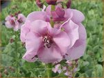 Verbascum 'Lavender Lass' | Toorts | K&ouml;nigskerze | Mullein