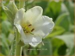 Verbascum 'Spica' | Toorts | K&ouml;nigskerze | Mullein