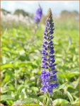 Veronica longifolia 'Blauriesin' | Lange ereprijs, Ereprijs | Langbl&auml;ttriger Ehrenpreis | Garden Speedwell