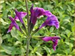 Salvia greggii 'Oriental Dove' | Herfstsalie, Salie, Salvia | Herbst-Strauch-Salbei | Autumn Sage
