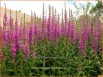 Lythrum salicaria 'Feuerkerze' | Grote kattenstaart, Kattenstaart | Blutweiderich | Spiked Loosestrife