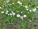 Aster ptarmicoides | Aster | Hochland-Aster | White Aster
