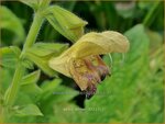 Salvia 'Amber' | Salie, Salvia | Salbei | Sage