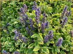 Ajuga reptans 'Spring Surprise' | Kruipend zenegroen, Zenegroen | Kriechender Günsel | Carpenter's 