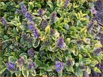 Ajuga reptans 'Spring Surprise' | Kruipend zenegroen, Zenegroen | Kriechender Günsel | Carpenter's 
