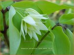 Disporum smilacinum 'Flore Pleno' | Elfenklokje | Feengl&ouml;ckchen | Fairy Bells