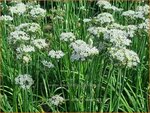 Allium tuberosum 'Cliffs of Dover' | Knoflookbieslook, Chinese bieslook, Look, Sierui | Schnittknoblauch | Garlic Chi