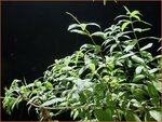 Aloysia triphylla | Citroenverbena | Zitronenverbene | Lemon Beebrush
