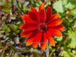 Heliopsis helianthoides 'Fire Twister' | Zonneoog | Gew&ouml;hnliches Sonnenauge | Rough Heliopsis